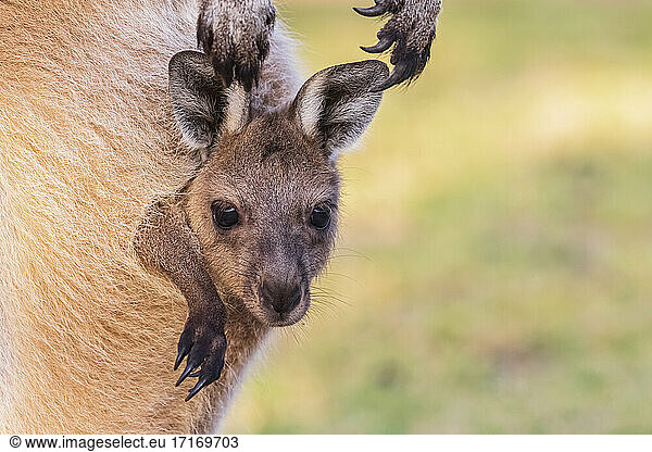 Australia,  Western Australia,  Windy Harbour,  Close up of red kangaroo (Macropus rufus) joey staring out of pouch