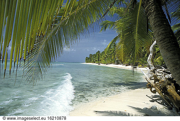 Australia  Cocos Keeling  palm trees at beach