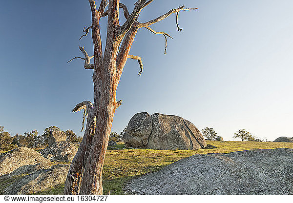 Australia  New South Wales  Arding  dead wood and boulders in the morning sun