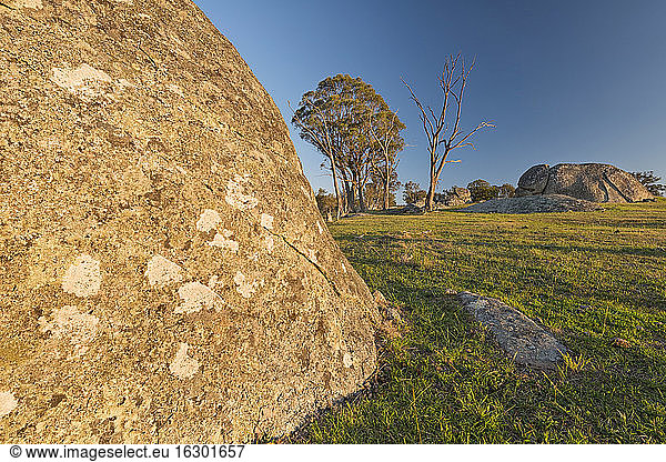 Australia  New South Wales  Arding  dead wood  eucalyptus trees and boulders in the morning sun