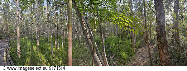 Australia  New South Wales  Pottsville  bamboo and melaleuca trees  Melaleuca