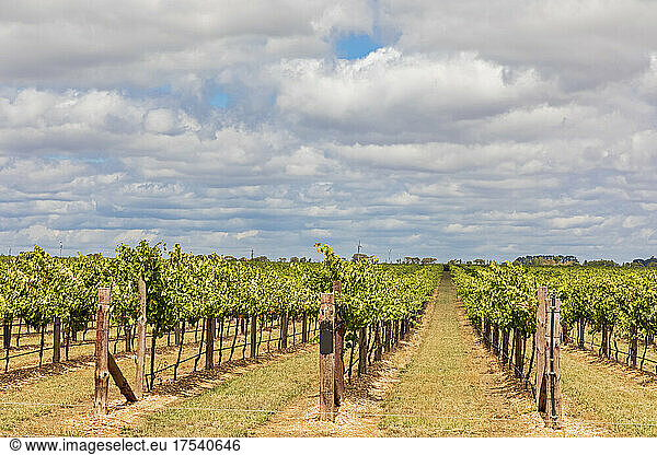 Australia  South Australia  Coonawarra  Clouds over vast summer vineyard