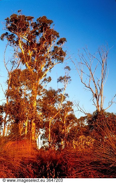 AUSTRALIA  Western Australia  Avon Valley National Park Evening light illuminates typical native bush