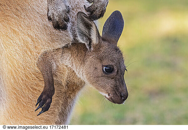 Australia  Western Australia  Windy Harbour  Close up of red kangaroo (Macropus rufus) joey staring out of pouch