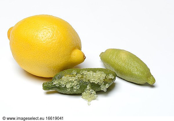 Australian finger lime (Microcitrus australasica) and lemon  finger lime  lime caviar  Germany  Europe