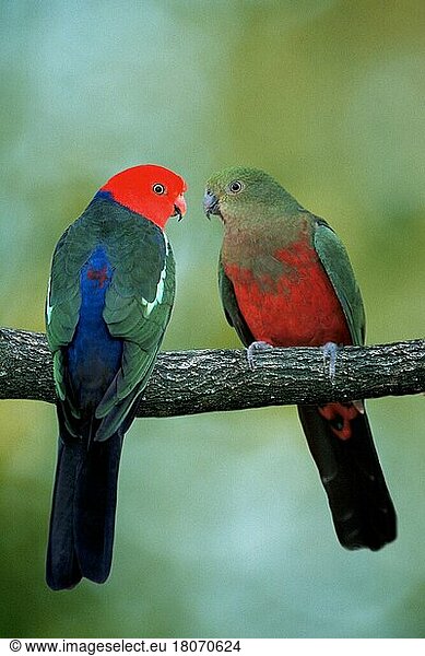 Australian King Parrots  pair (Alisterus scapularis scapularis)  Australian King Parrots (Australia) (australia) (bird) (birds) (parrots) (parrots) (parakeets) (king parakeet) (animals) (outside) (outdoor) (branch) (red) (from behind) (frontal) (head-on) (from the front) (adult) (male) (male) (female) (pair) (couple) (two) (affection) (affection)
