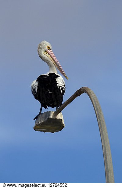 Australian Pelican (Pelecanus conspicillatus)  on the light  American River  Kangarro Island  South Australia  Australia.
