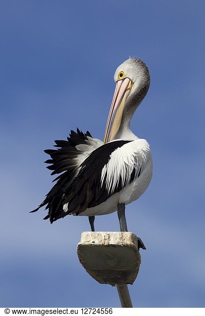 Australian Pelican (Pelecanus conspicillatus)  on the light  American River  Kangarro Island  South Australia  Australia.