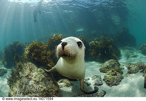 Australian Sea Lion Australian Sea Lion,australia wildlife,fauna,funny