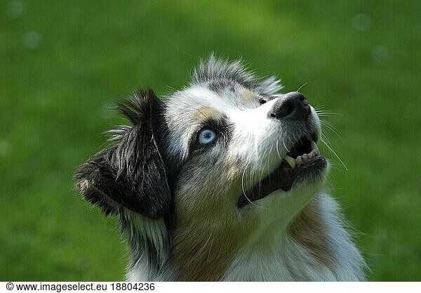 Australian Shepherd  blue-merle  portrait  FCI Standard No. 342 (provisional)  domestic dog (canis lupus familiaris)