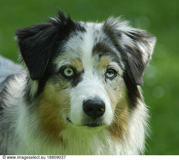 Australian Shepherd  blue-merle  portrait  FCI Standard No. 342 (provisional)  domestic dog (canis lupus familiaris)