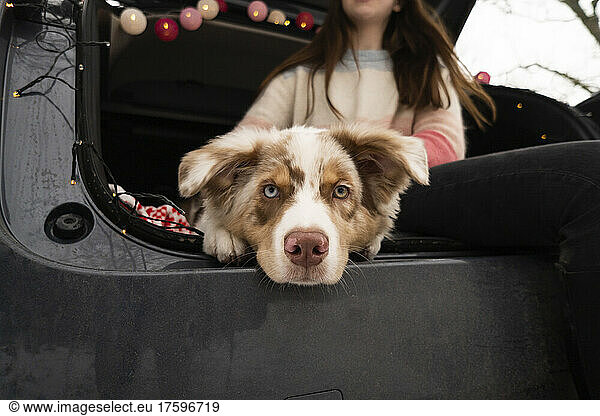 Australian Shepherd dog with woman in car trunk