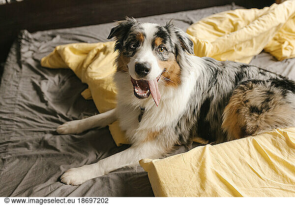 Australian Shepherd lying on bed at home