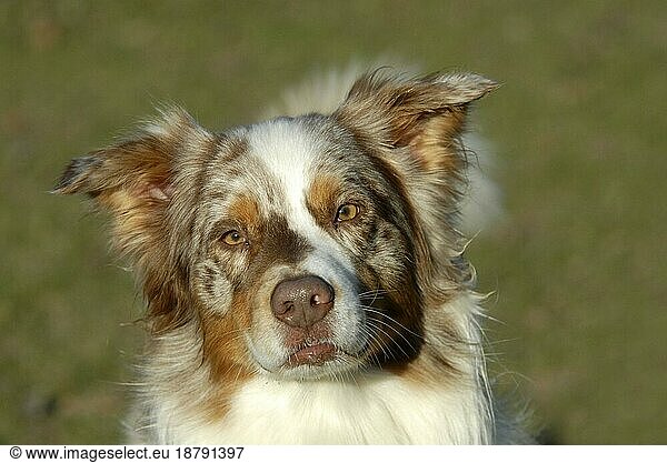 Australian Shepherd  red-merle  aussie  red-marbled  male  headshot  portrait  eyes  shepherd domestic dogs (canis lupus familiaris)  dogs  dogs  hound  sheepdog  herding dogs  domestic animals  pets  pets