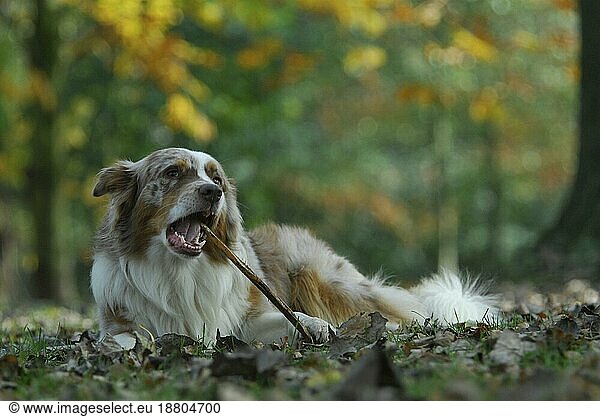 Australian Shepherd  red-merle  playing with a stick  FCI Standard No. 342 (provisional)  playing with a domestic dog (canis lupus familiaris)