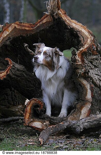 Australian Shepherd  red-merle  sitting in a hollow log  FCI Standard No. 342 (provisional)  sitting in a hollow domestic dog (canis lupus familiaris)