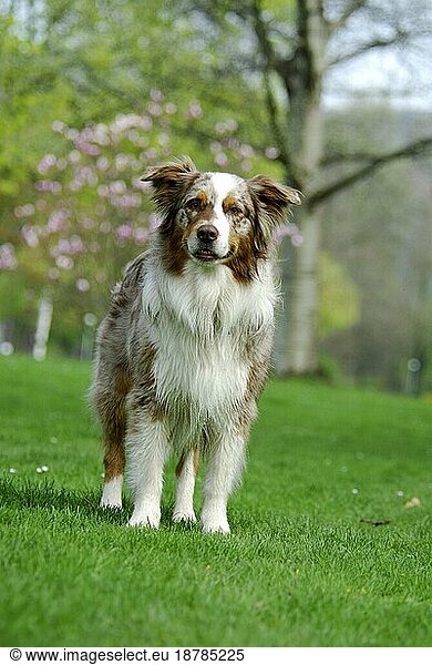 Australian Shepherd  red-merle  standing in a meadow  FCI Standard No. 342 (provisional)  standing in a domestic dog (canis lupus familiaris)