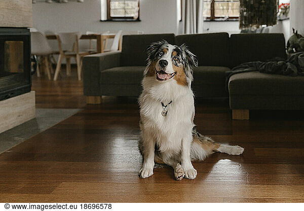 Australian Shepherd sitting on hardwood floor at home