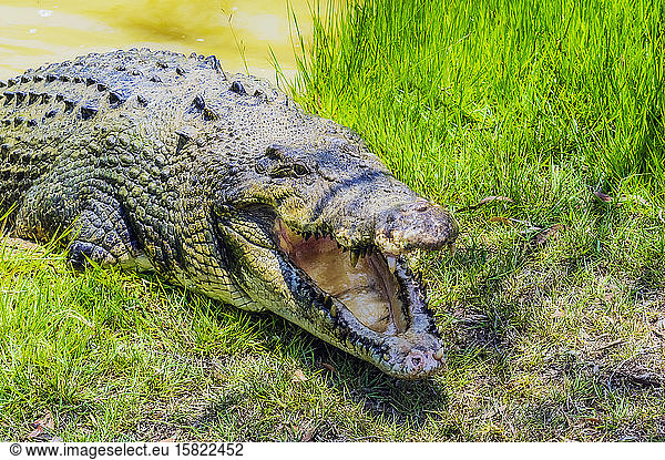 Australien  Bildnis eines auf Gras liegenden Krokodils mit offenem Maul
