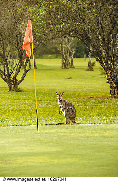 Australien  Hawks Nest  Känguru (Macropus giganteus) auf Golfplatz
