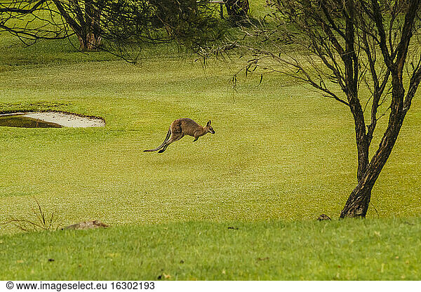 Australien  Hawks Nest  Känguru (Macropus giganteus) auf Golfplatz