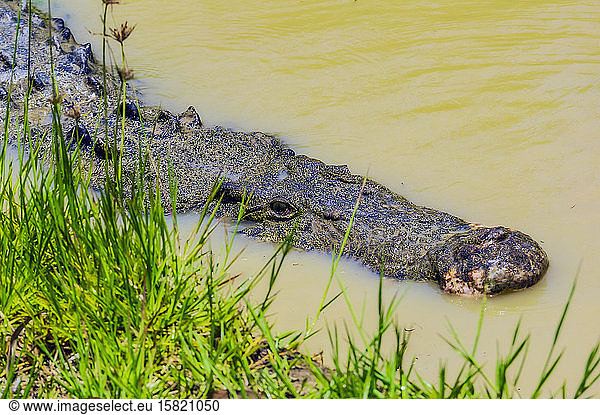 Australien  Kopf eines Krokodils  das sich im Wasser versteckt