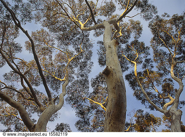 Australien  Tasmanien  Blick auf den Eukalyptusbaum im Mount Field National Park