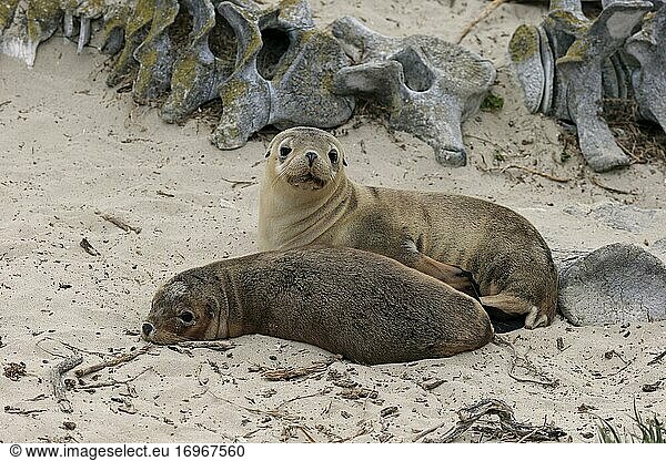 Australischer Seelöwe (Neophoca cinerea) Australasien,Australien ...