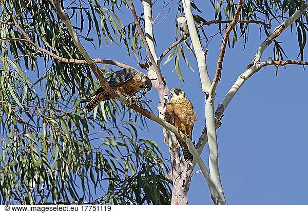 Australisches Hobby (Falco longipennis) erwachsenes Paar  Weibchen ernährt sich von der Beute des Gelbkehl-Miners (Manorina flavigula)  sitzt auf einem Eukalyptusbaum  Red Centre  Northern Territory  Australien  September  Ozeanien