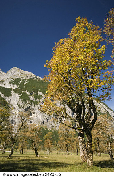 Austria  Ahornboden  Maple tree