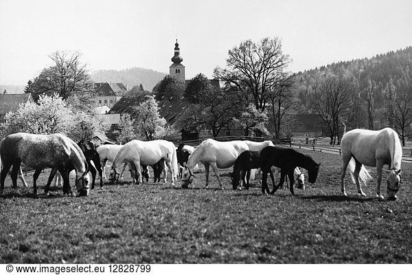 AUSTRIA: HORSE FARM. Lipizzan horses grazing on a farm on the grounds of a former Benedictine abbey in Piber  Austria. Photographed c1965.