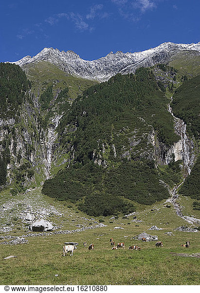Austria  Krimmler Achental  Hohe Tauern Mountain range  Cattle herd