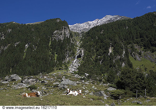 Austria  Krimmler Achental  Hohe Tauern Mountain range  cattle herd