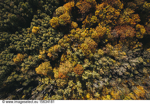Austria  Lower Austria  aerial view of colorful autumn forest