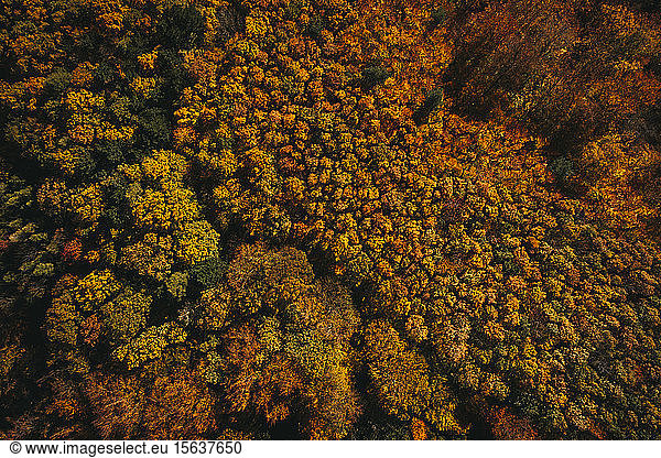 Austria  Lower Austria  aerial view of colorful autumn forest