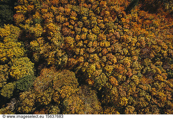 Austria  Lower Austria  aerial view of colorful autumn forest