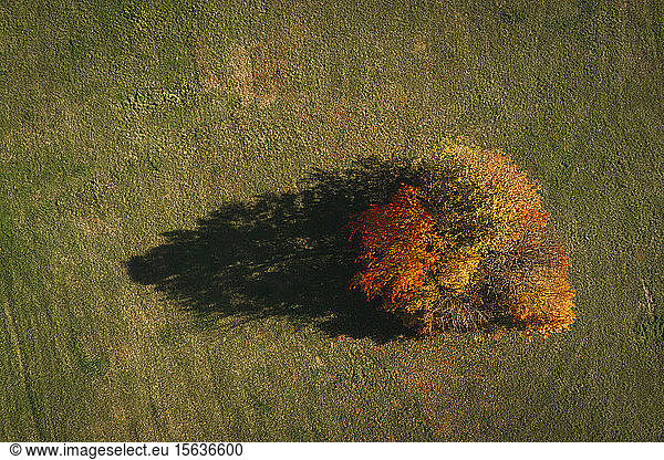 Austria  Lower Austria  aerial view of colorful autumn grove in field