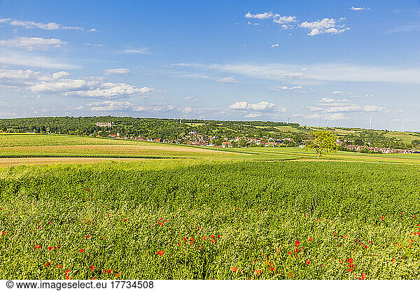 Austria  Lower Austria  Matzen  Poppies blooming in summer meadow with town in distant background