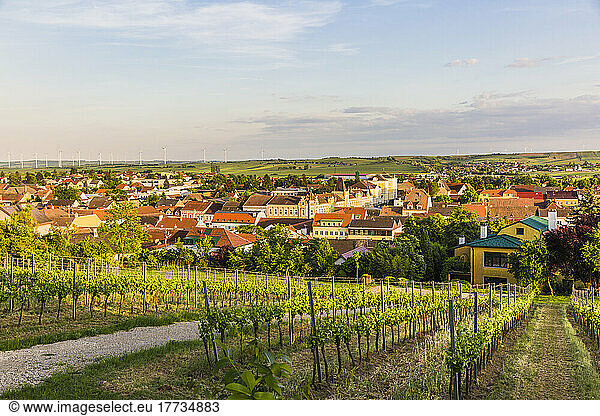 Austria  Lower Austria  Poysdorf  Summer vineyard in front of rural town