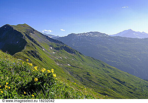 Austria  Salzburg  Globeflowers (Trollius europaeus) blooming in Hohe Tauern Range