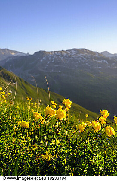 Austria  Salzburg  Globeflowers (Trollius europaeus) blooming in Hohe Tauern Range
