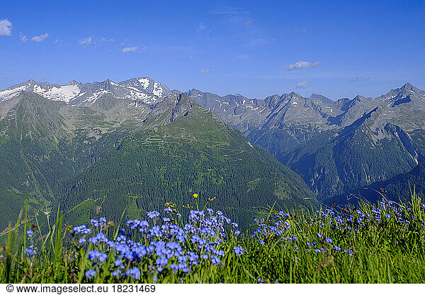 Austria  Salzburg  Peaks of Hohe Tauern Range with wildflowers blooming in foreground