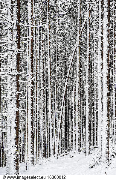 Austria  Salzburg State  Altenmarkt-Zauchensee  snow-capped coniferous forest