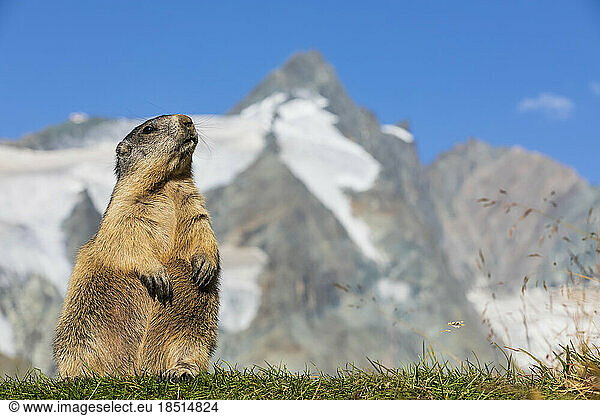 Austria  Salzburger Land  Alpine marmot (Marmota marmota) with summit of Grossglockner in background