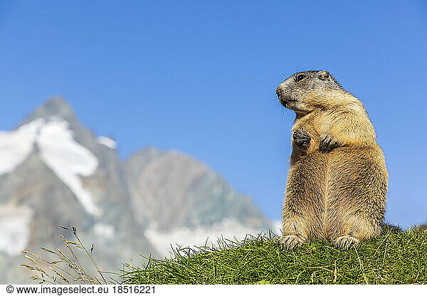 Austria  Salzburger Land  Alpine marmot (Marmota marmota) with summit of Grossglockner in background