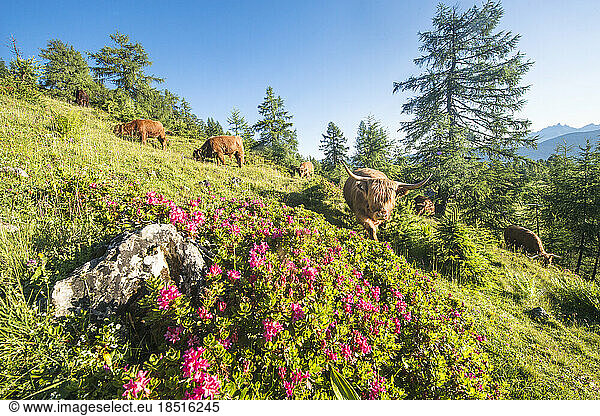 Austria  Salzburger Land  Altenmarkt im Pongau  Highland cattle grazing in springtime pasture