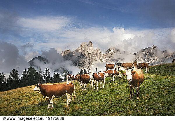 Austria  Salzburger Land  Cattle grazing in Dachstein Mountains