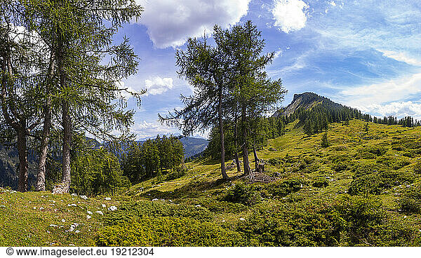 Austria  Salzburger Land  Green landscape of Salzkammergut mountains in summer