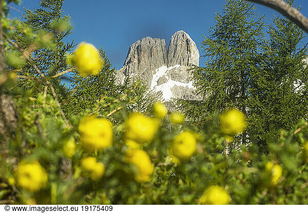 Austria  Salzburger Land  Grosse Bischofsmutze with yellow wildflowers in foreground