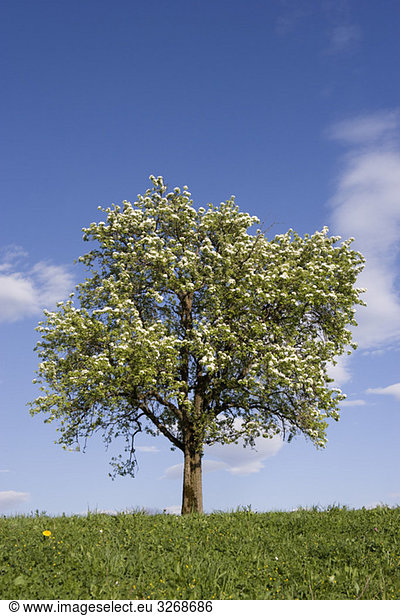 Austria Salzkammergut Fruit tree in spring